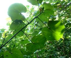 Hibiscus tiliaceus tiliaceus
