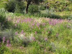 Cleome elegantissima