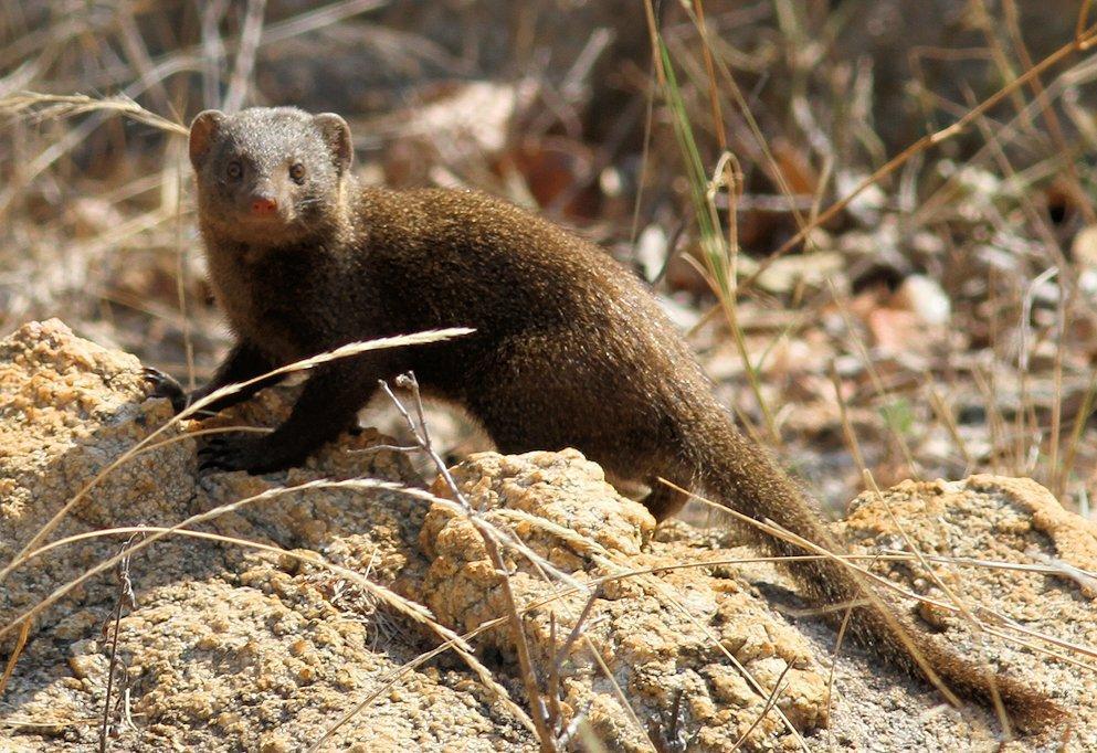 Common Dwarf Mongoose