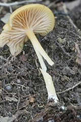 Entoloma unicolor
