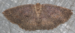 Casbia melanops