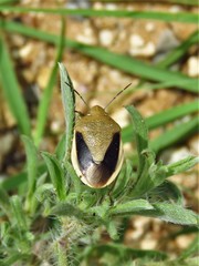 Chlorochroa osborni