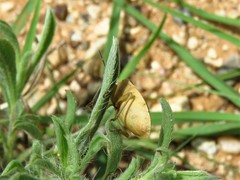Chlorochroa osborni