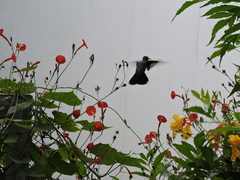 Cynanthus latirostris