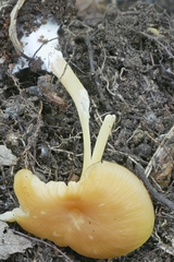 Entoloma unicolor