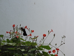 Cynanthus latirostris