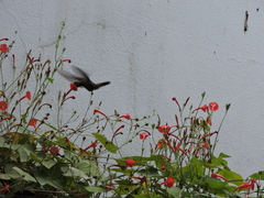 Cynanthus latirostris