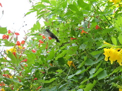 Cynanthus latirostris