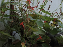 Cynanthus latirostris