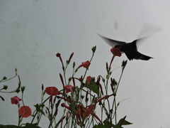 Cynanthus latirostris