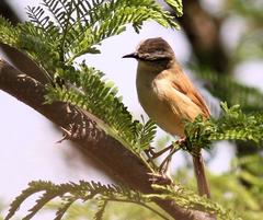 Prinia subflava affinis