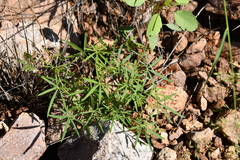 Ipomoea costellata