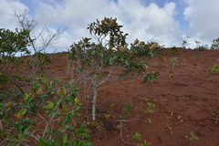 Alphitonia neocaledonica