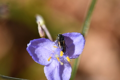 Acmaeodera cazieri