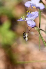 Acmaeodera solitaria