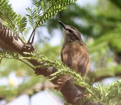 Prinia subflava affinis