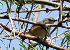 Prinia subflava affinis