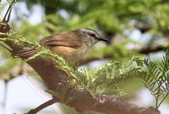 Prinia subflava affinis