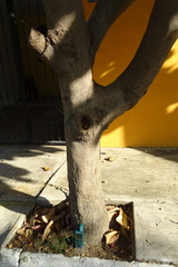 Terminalia kaernbachii