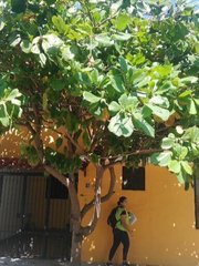 Terminalia kaernbachii