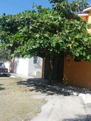 Terminalia kaernbachii