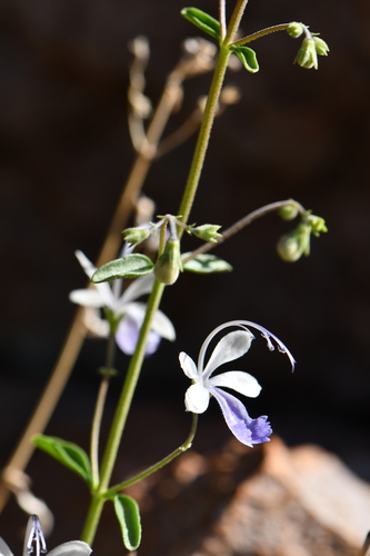 Trichostema arizonicum A.Gray