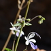 Trichostema arizonicum - Photo (c) Curren Frasch, μερικά δικαιώματα διατηρούνται (CC BY-NC), uploaded by Curren Frasch