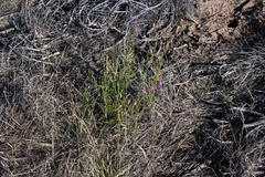 Pseudoselago similis