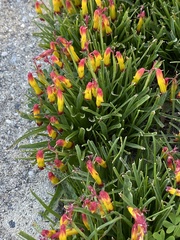 Lachenalia aloides
