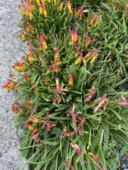 Lachenalia aloides