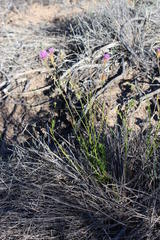 Pseudoselago similis