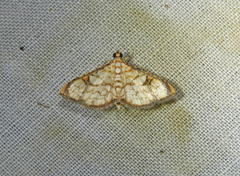 Hileithia obliqualis