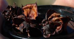 Leucadendron glaberrimum glaberrimum