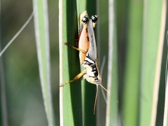 Melanoplus glaucipes