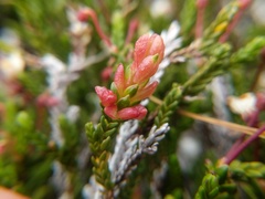 Exobasidium cassiopes