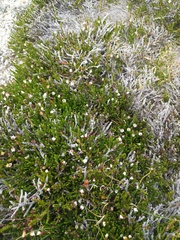 Exobasidium cassiopes