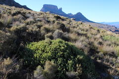Leucadendron glaberrimum glaberrimum