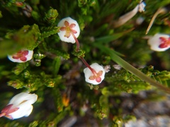 Exobasidium cassiopes