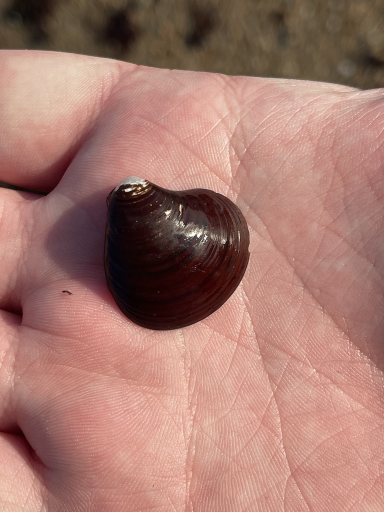 Isocrassina castanea
