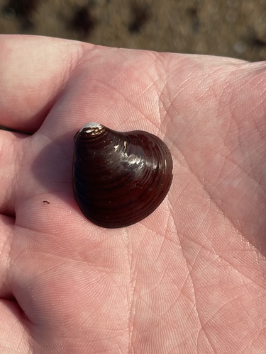Chestnut Clam