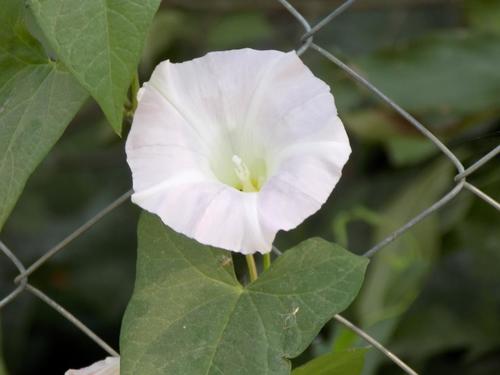 Vilucchio bianco