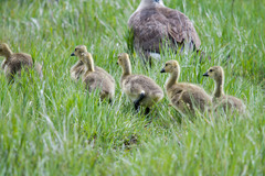 Branta canadensis moffitti