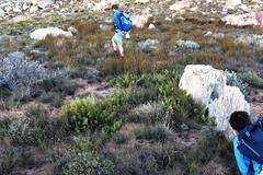 Protea scolopendriifolia