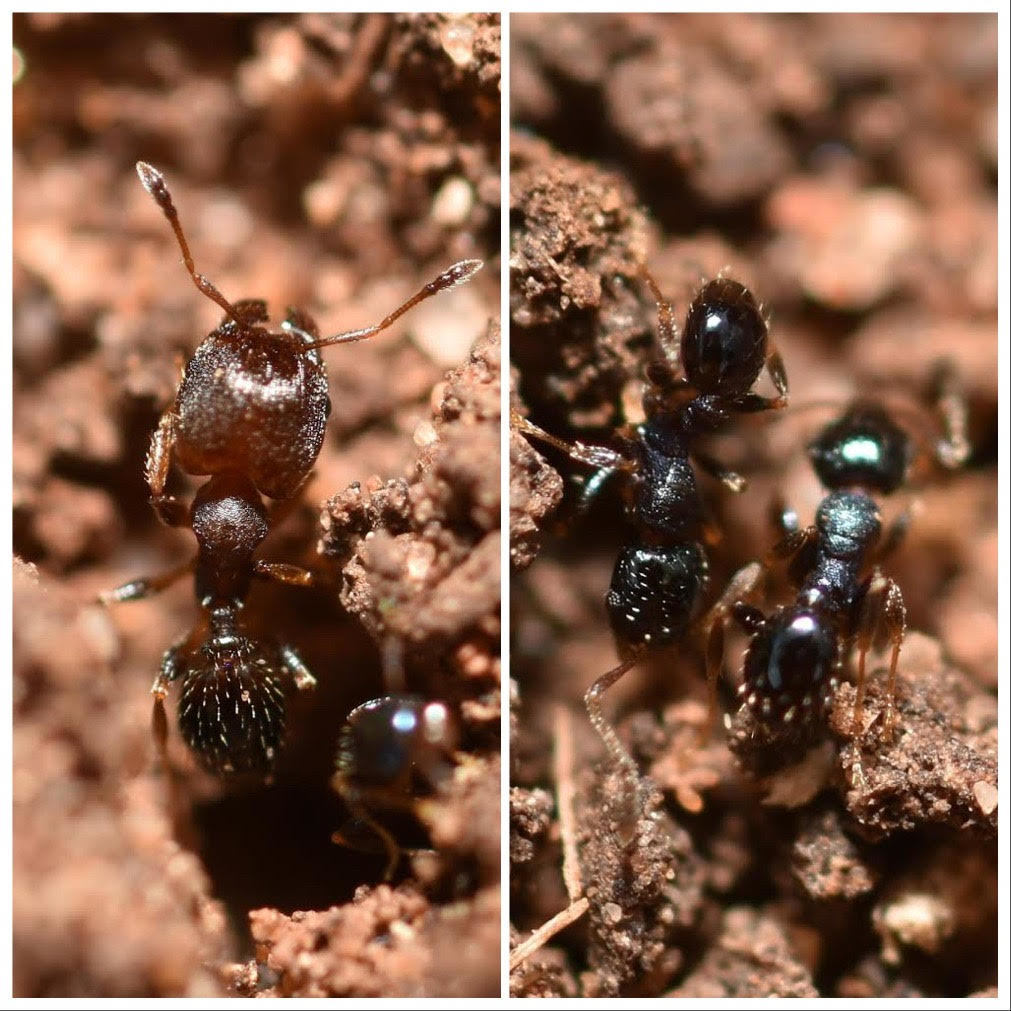Metallic Big-headed Ant