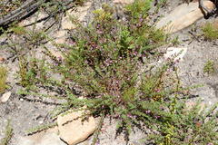 Indigofera dillwynioides