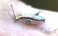 Saltoblattella