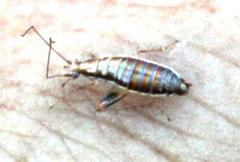 Saltoblattella