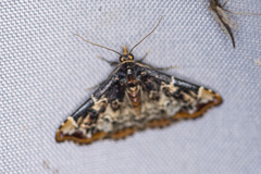 Corgatha sideropasta