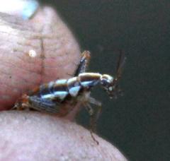Saltoblattella