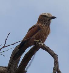 Coracias naevius mosambicus